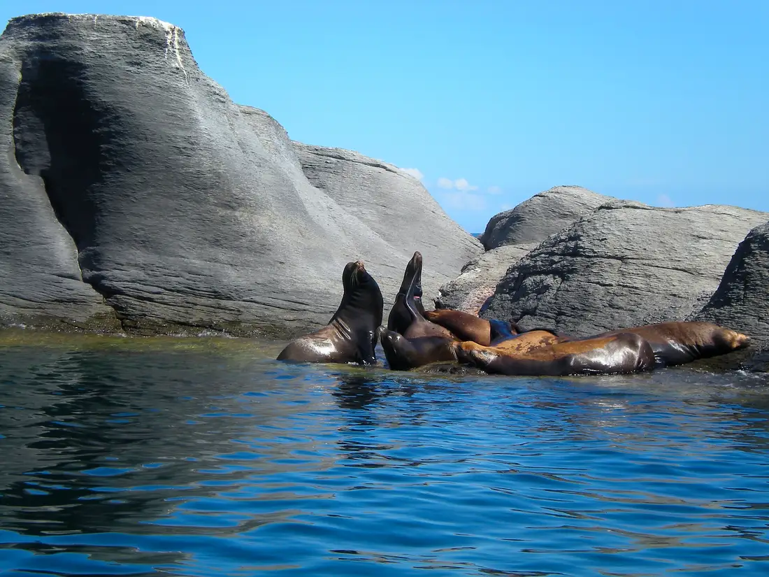 Lobos marinos sobre las rocas de Isla Coronado