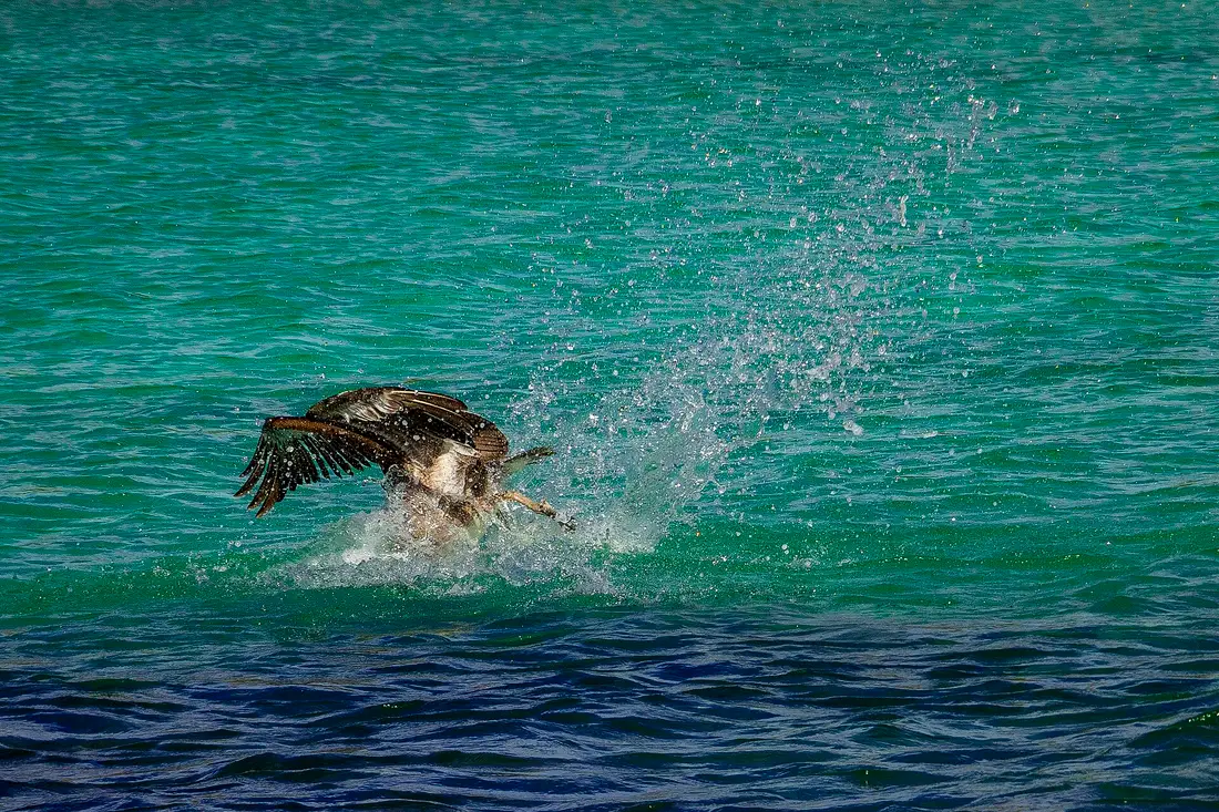 Pelícano pescando en la Bahía de Loreto